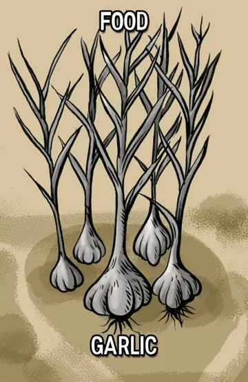 Garlic