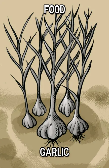 Garlic